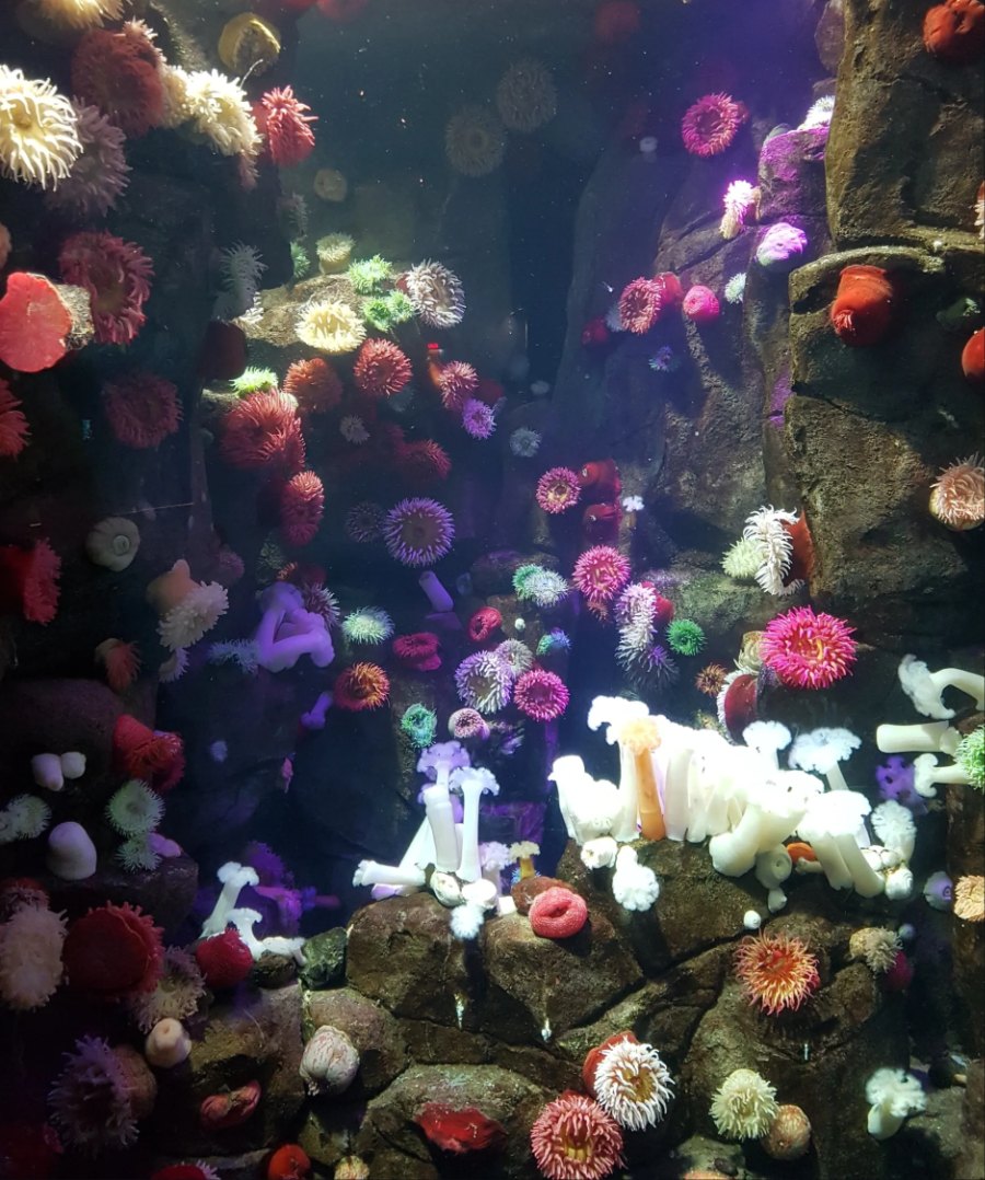 Sea anemones on dark reef rock